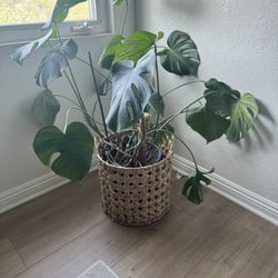 Mature Monstera 
