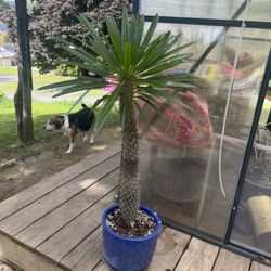 Madagascar palm Plant