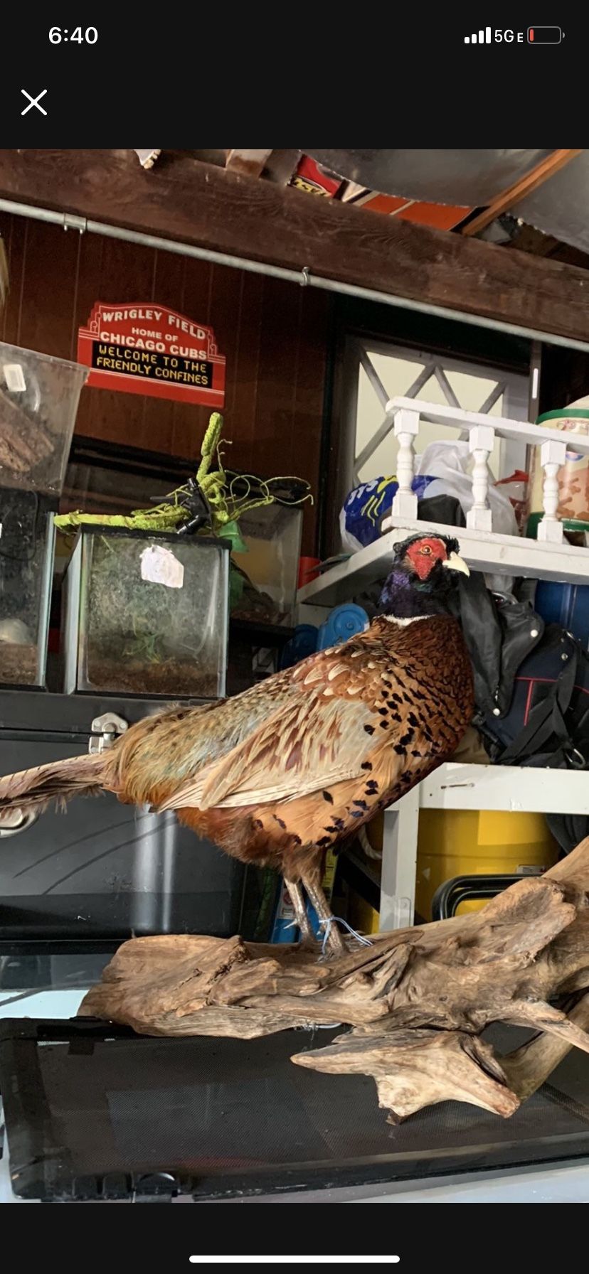 Taxidermy Pheasant!! $100!!