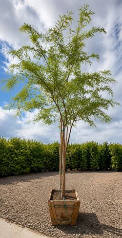 Large Chilean Mesquite Tree – Mature Shade Tree