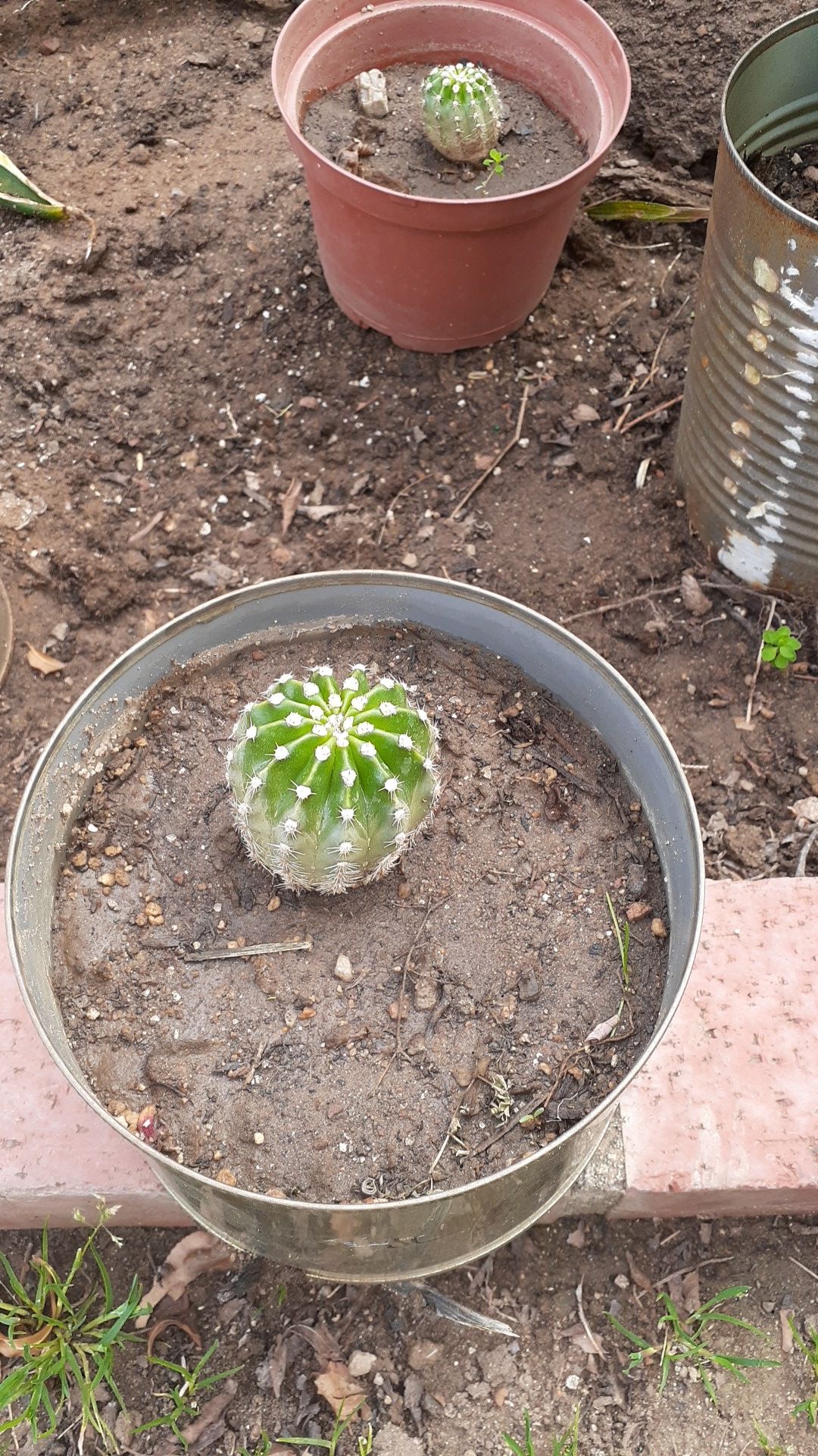 Cactus plant