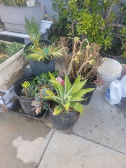 Plant