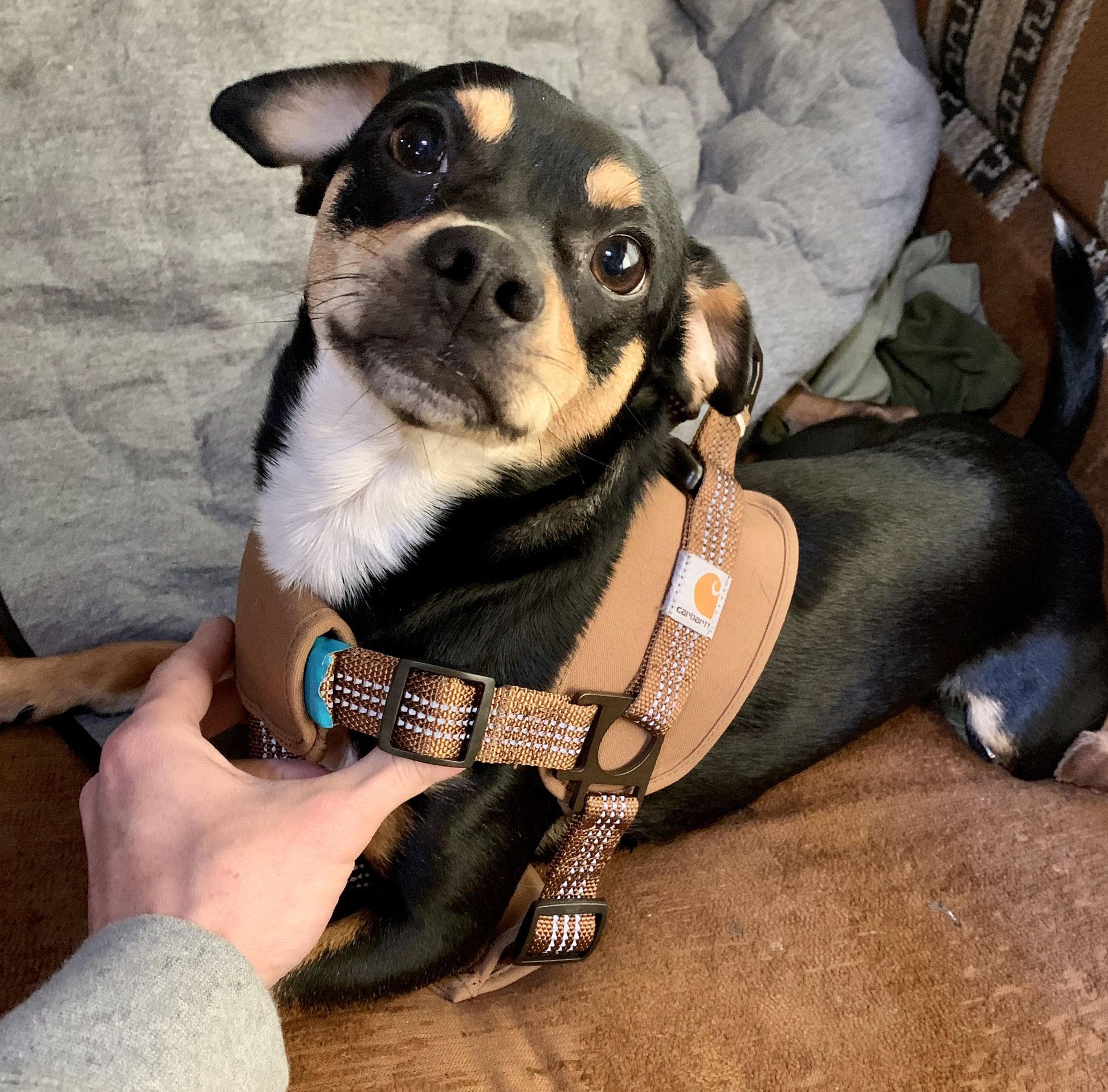 Carhartt dog harness for Sale in Joint Base LewisMcChord, WA OfferUp