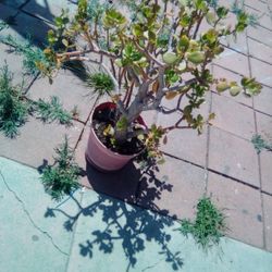 Plant