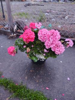 flowers
