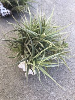 Air Plants In Shell - Great For Christmas Gifts