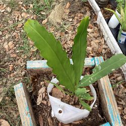 Queen Of  Night Orchid Cactus Or  Brahma Kamal Plant 