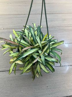 Hoya Kentiana, wax plant, live plant in 6” nursery pot. ✔️ profile for more🪴