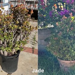$10 Jade Plants