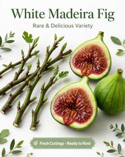 White Madeira Fig Cuttings – Rare & Delicious Fig Variety – Fresh Cuttings