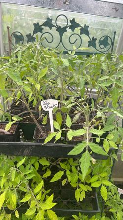 Tomato Plants