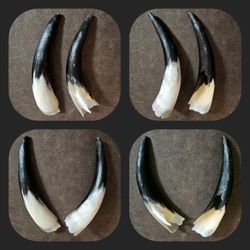 Bull Horn Sheaths (Awesome Decor Pieces)