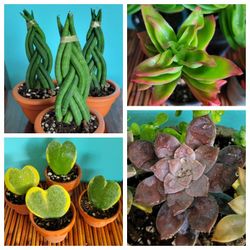 Succulents Cactus Plant Varieties 🌺