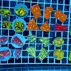 Aquarium Decorations