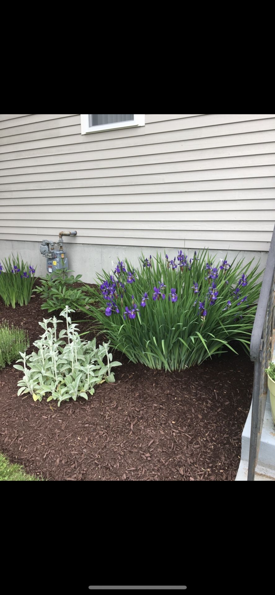 Purple Irises For Sale $6 and Up 