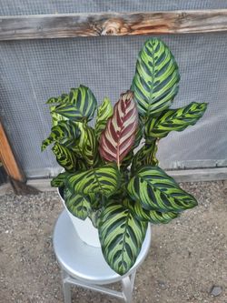 Peacock/Prayer Plant 10" Nursery Pot