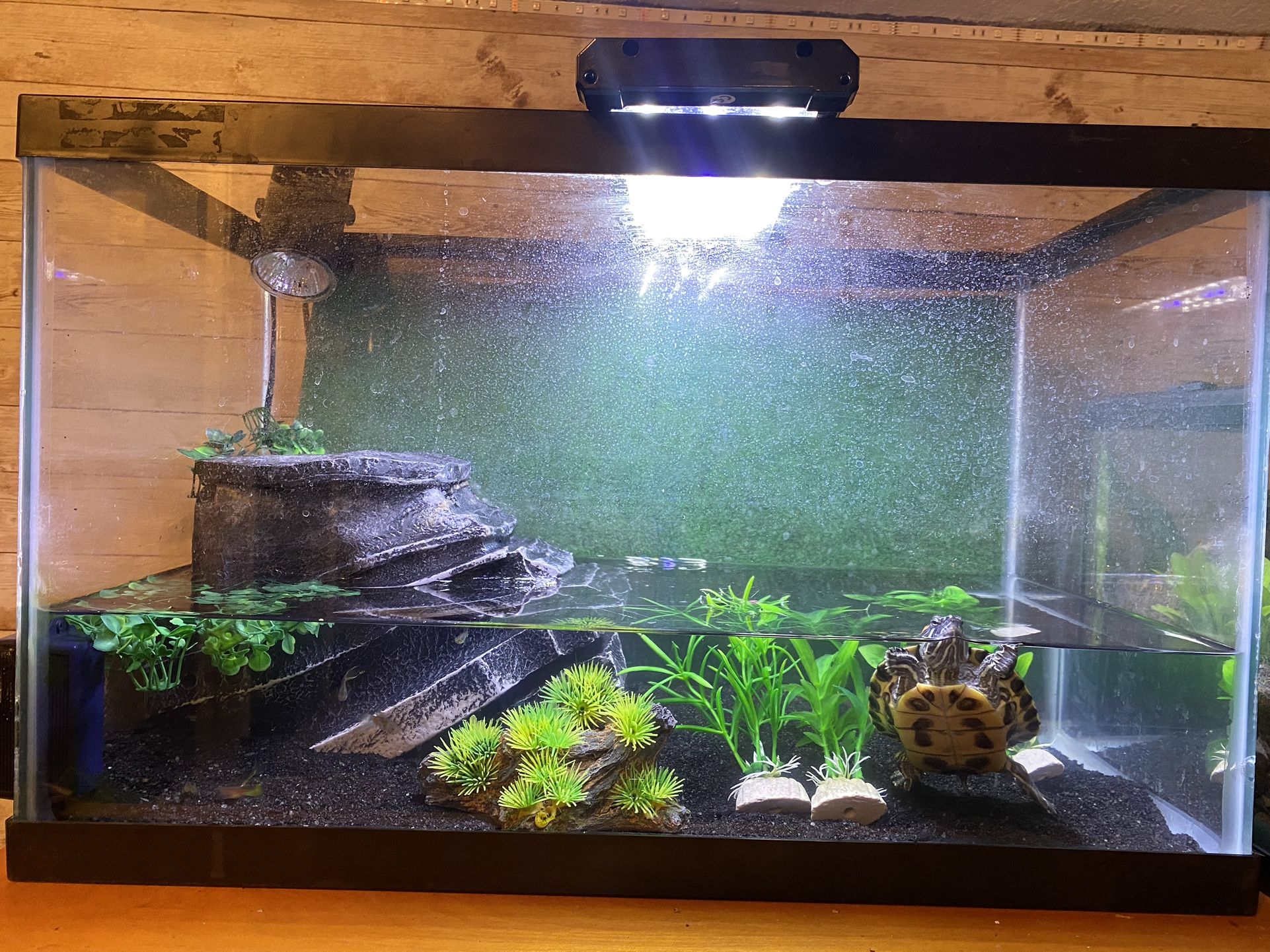 Turtle/fish tank