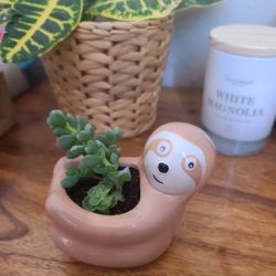 Sloth Ceramic Pot with Live Succulents