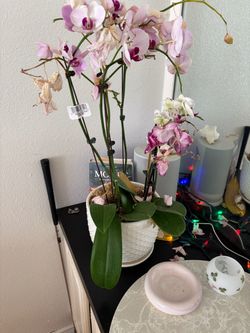 Free orchid