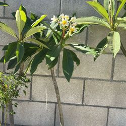 Plumeria Plant