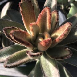 CHOCOLATE SOLDIER * MARLOTHII * PANDA  Fuzzy Succulent Plants 