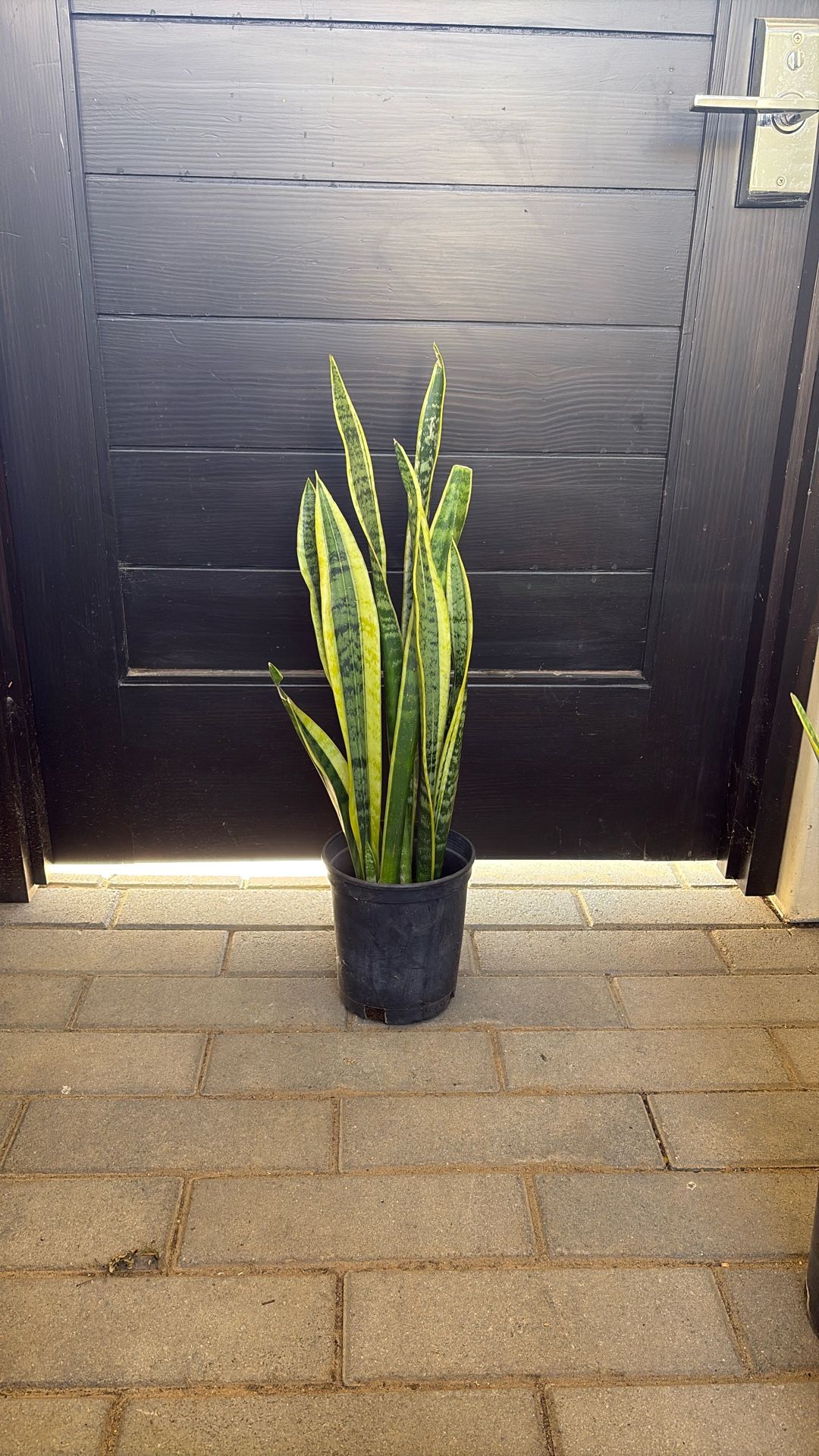 Snake plant