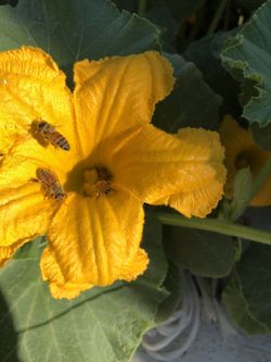 Bees for pollination