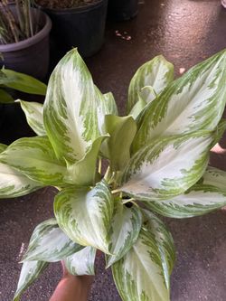 Full/lush 6” pot Chinese evergreen silver bay; 95820