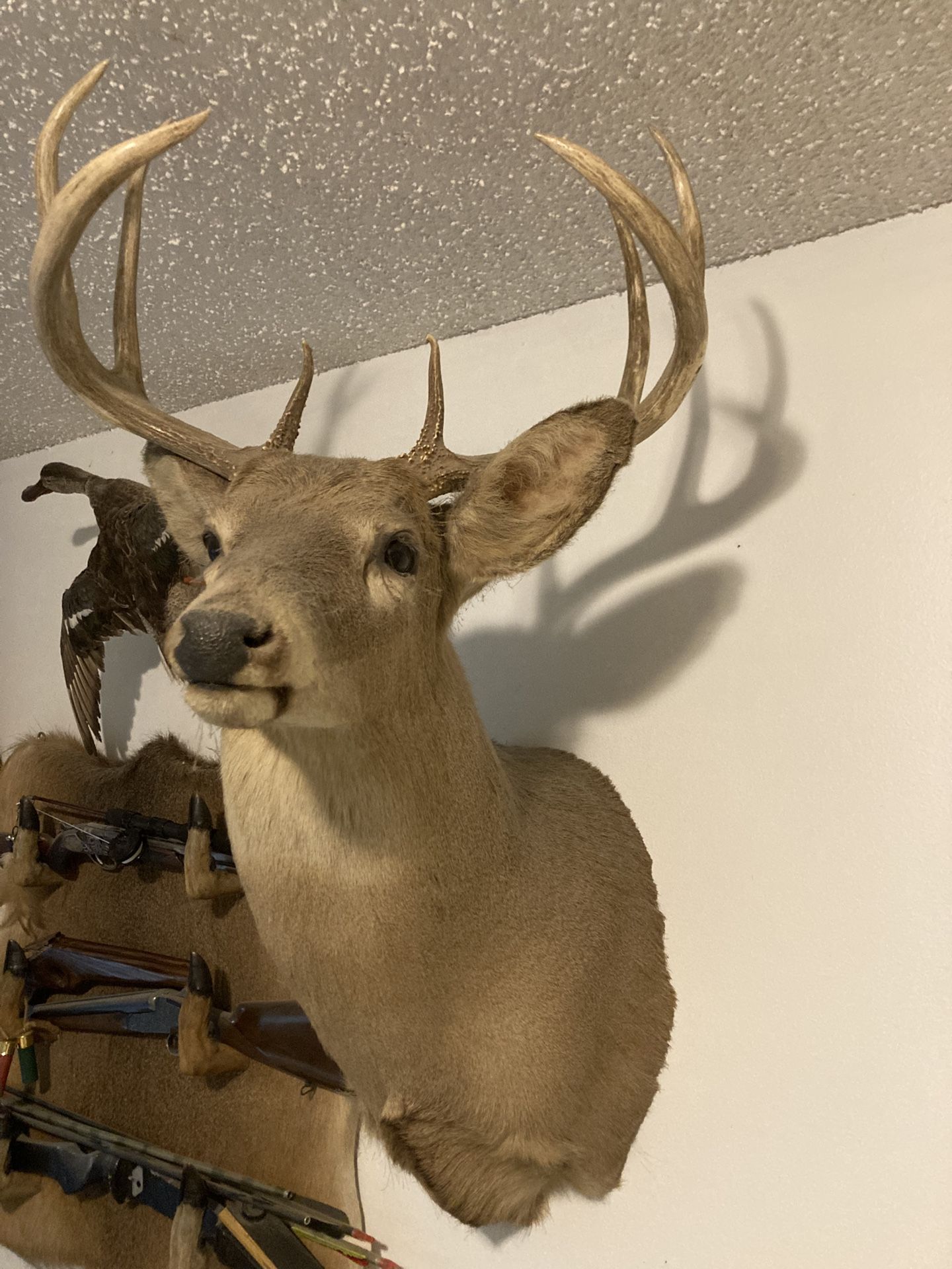 8 Point Deer