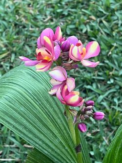 GROUND ORCHIDS ( 1 Gallon Pot) Eye Catching