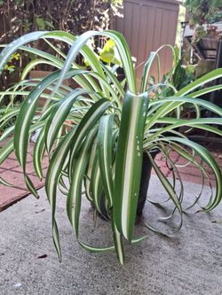 Plant, Spider plant, 15" high