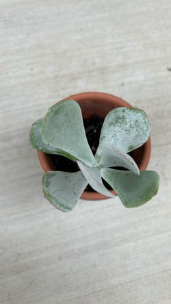 Small Succulent in Terra Cotta Pot
