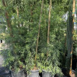 Podocarpus Fern Pine