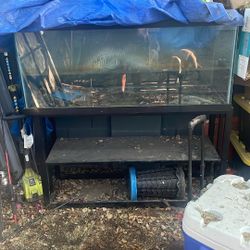 Fish Tank 