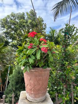 Crown of thorns
