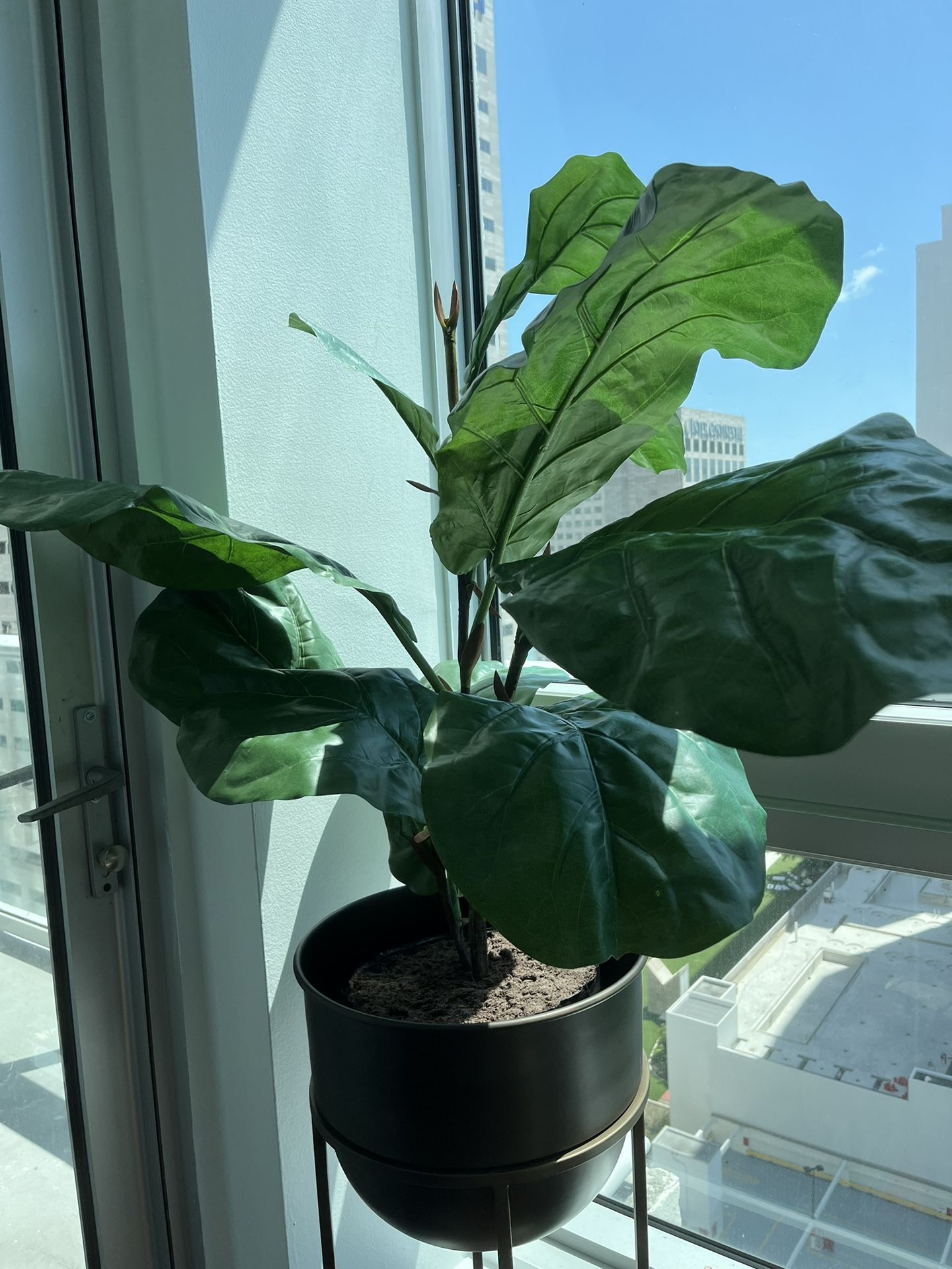 Indoor Plant + Pot