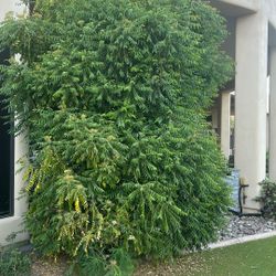 Curry Leaves