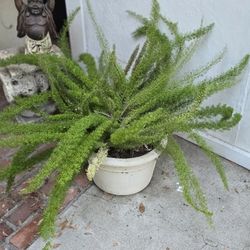  2 Matching Asparagus Ferns 4 Foot 18 In Pot 