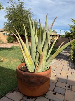 Large Aloe Vera Plant in Terra Cotta Pot