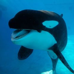 San Diego Sea World Tickets 