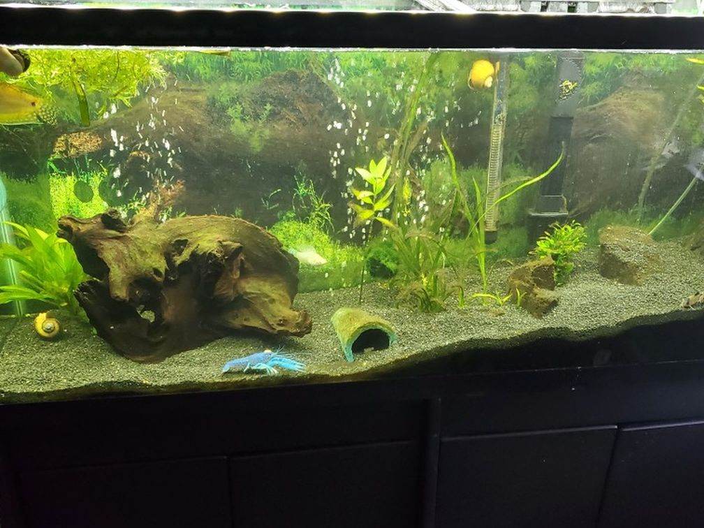 55 Gallon Fish Tank, Two 10gals Lots Of Accessories