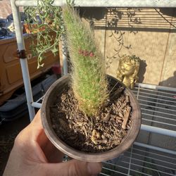 Monkey Tail Cactus 