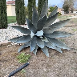 Big Blue Agave