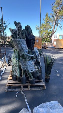 Large Potted Cactus Plants – props