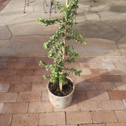 Upright Portulacaria Afra