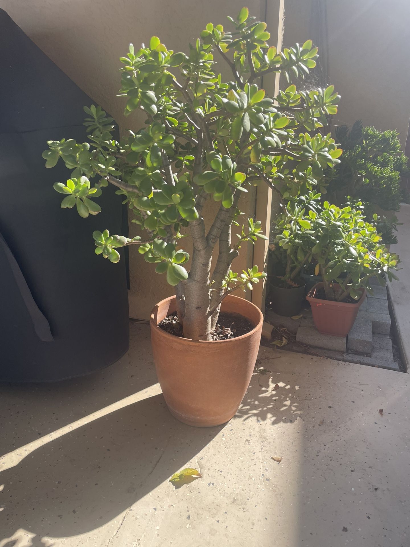 Big Jade Plant In Clay Pot