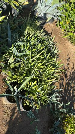 Agaves 1 Gallon Plant $20 Each