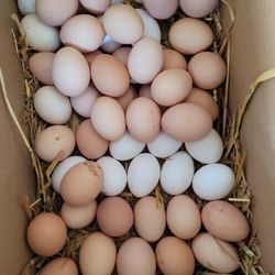 Fresh Eggs Daily 100% Organic Free Range