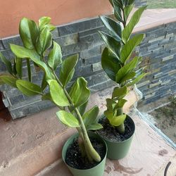 Plant