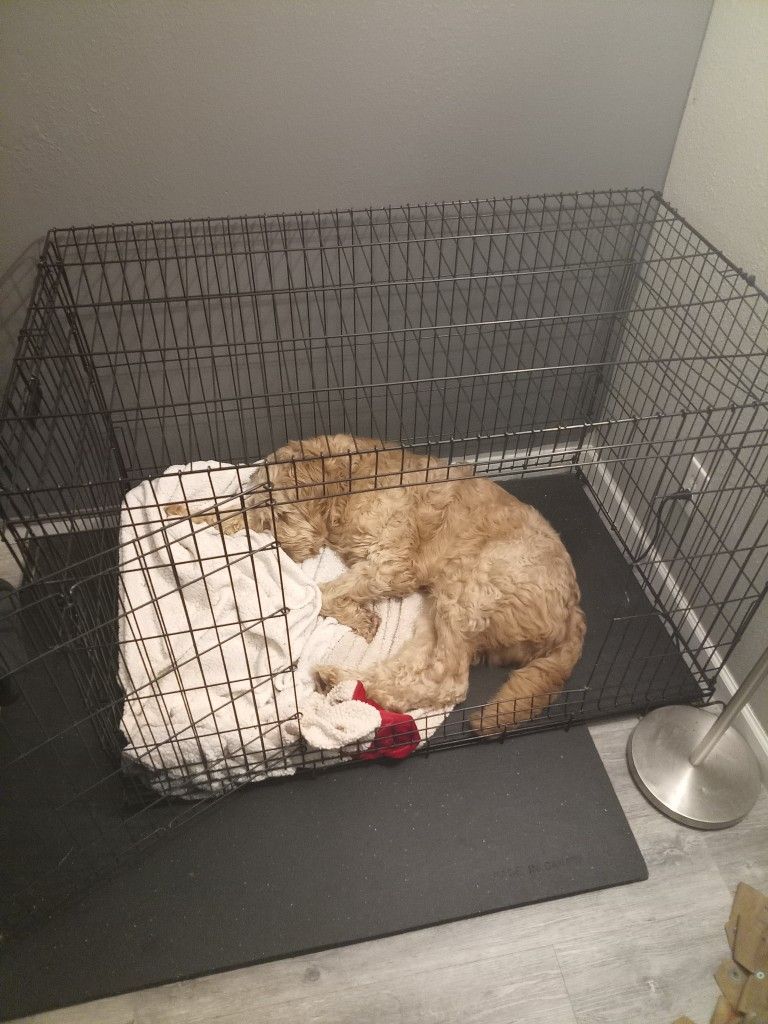 Dog Kennel Xlarge